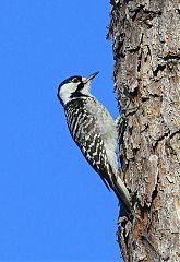 Red-cockaded Woodpecker